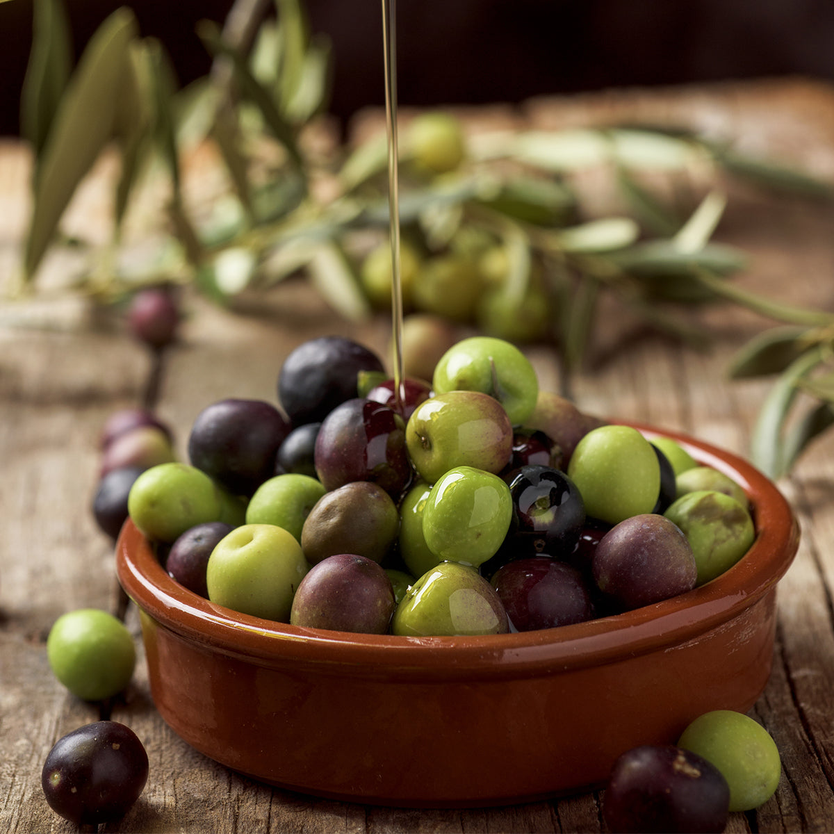 Arbequina Fruiting Olive Tree
